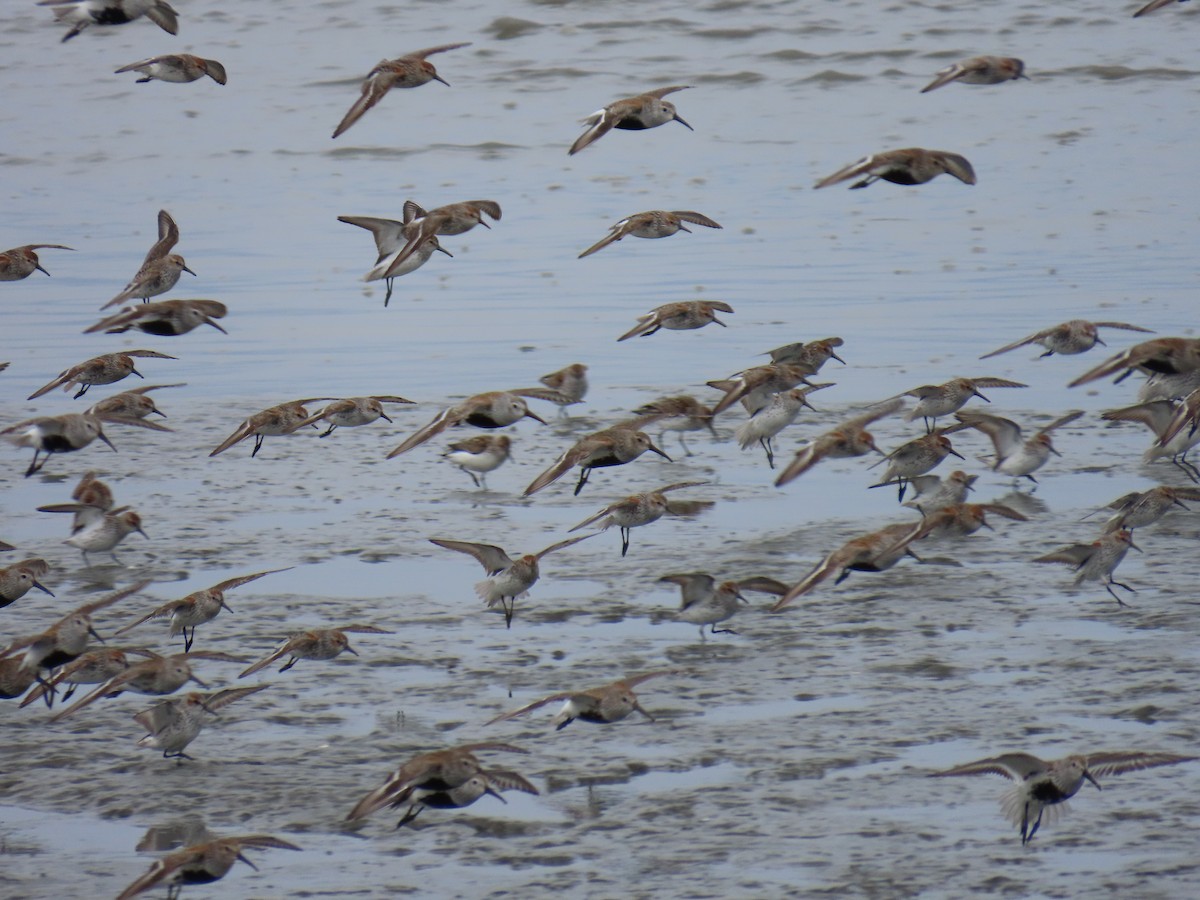 Dunlin - Laura Burke