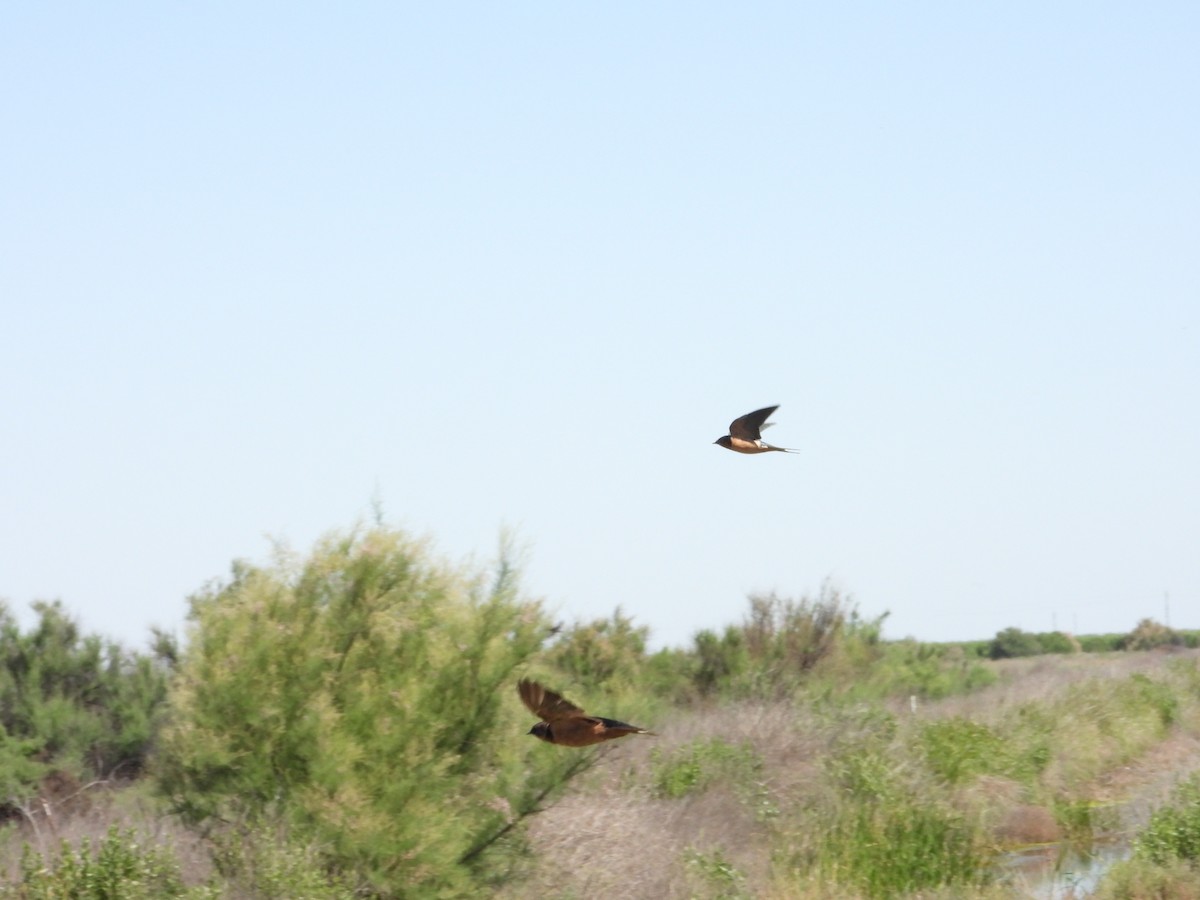 Barn Swallow - Bill Holland