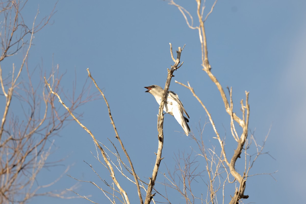 White-bellied Cuckooshrike - ML618460822