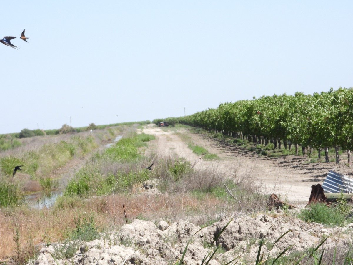 סנונית רפתות - ML618460824