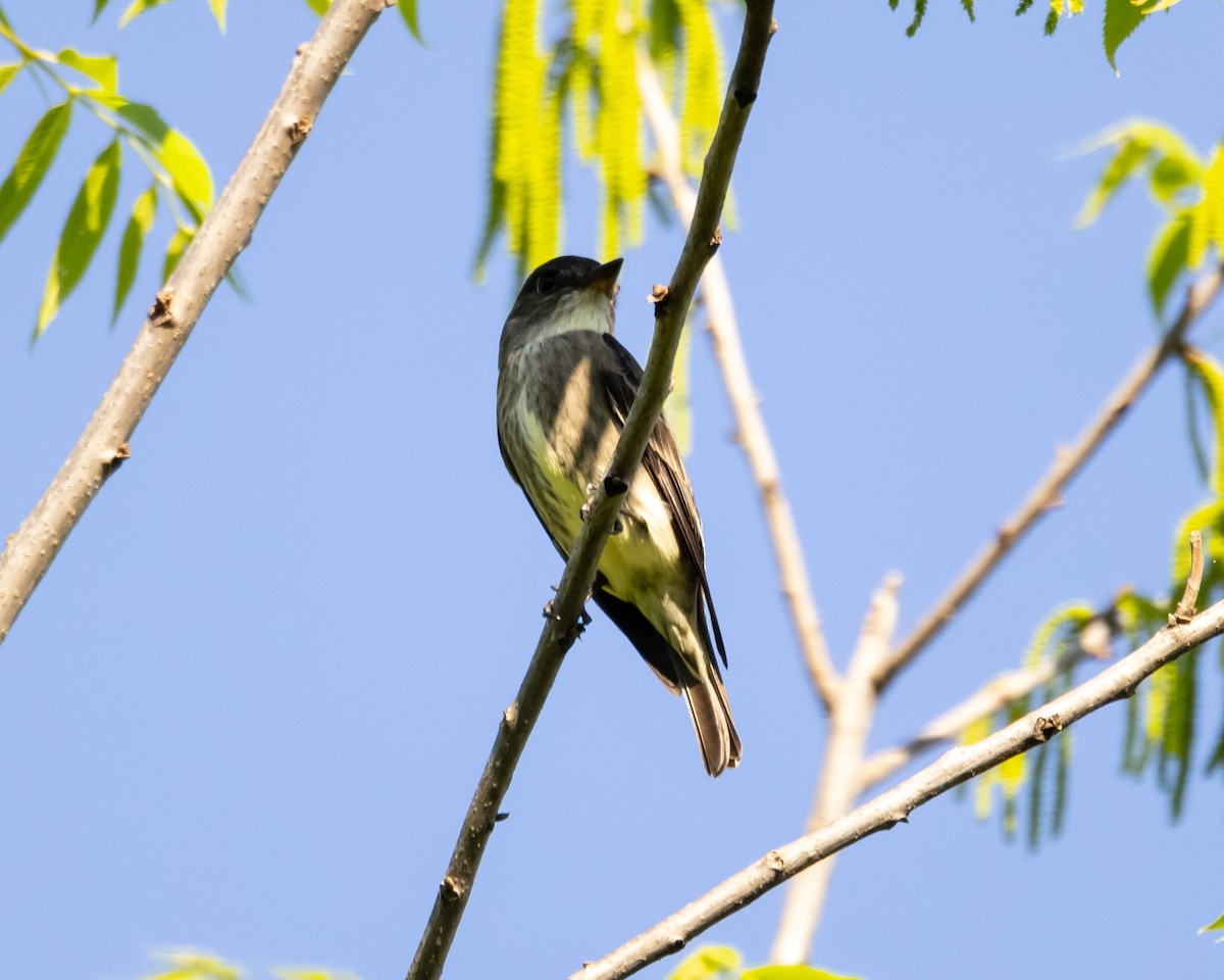 Olive-sided Flycatcher - ML618460847