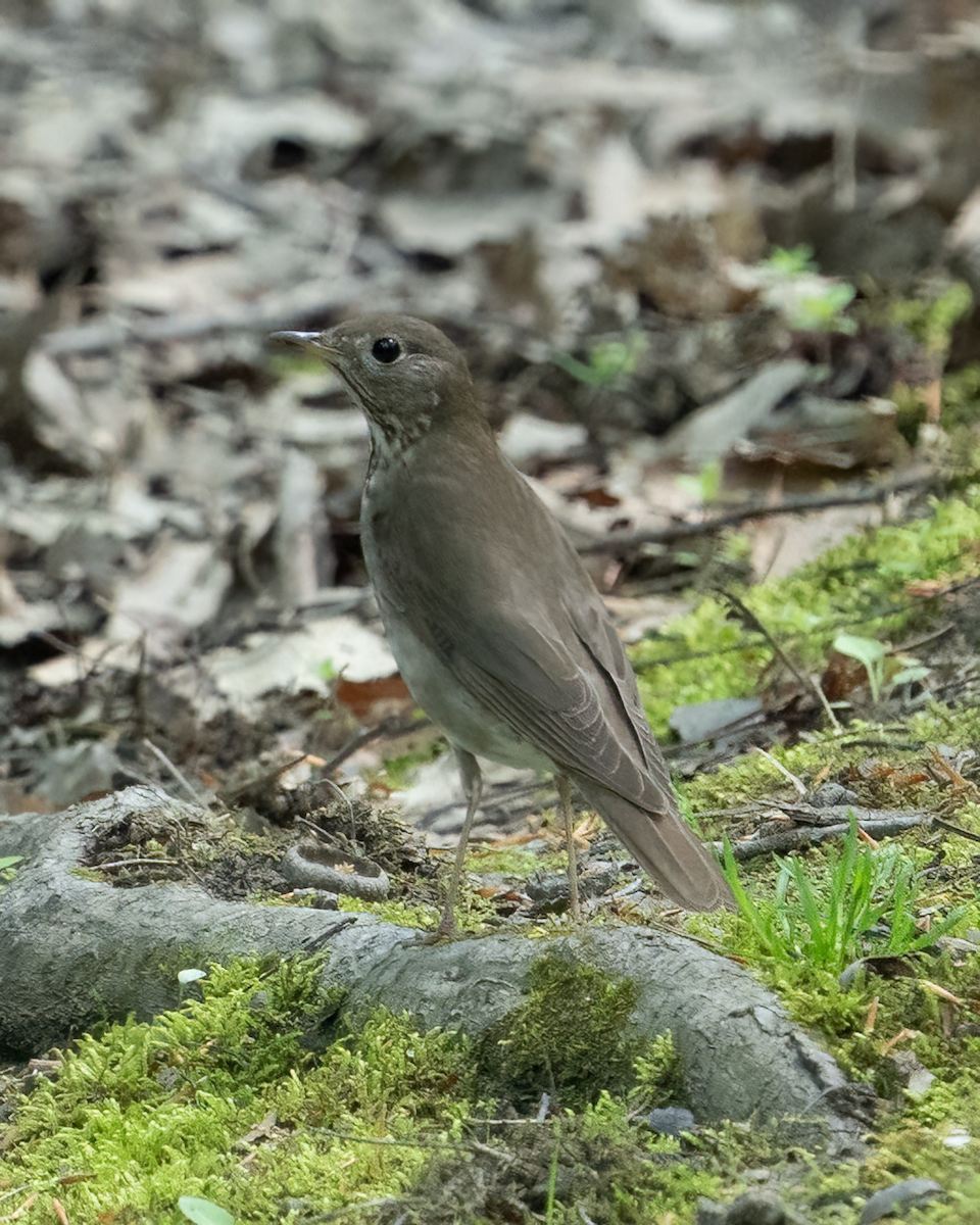 Gray-cheeked Thrush - ML618460850