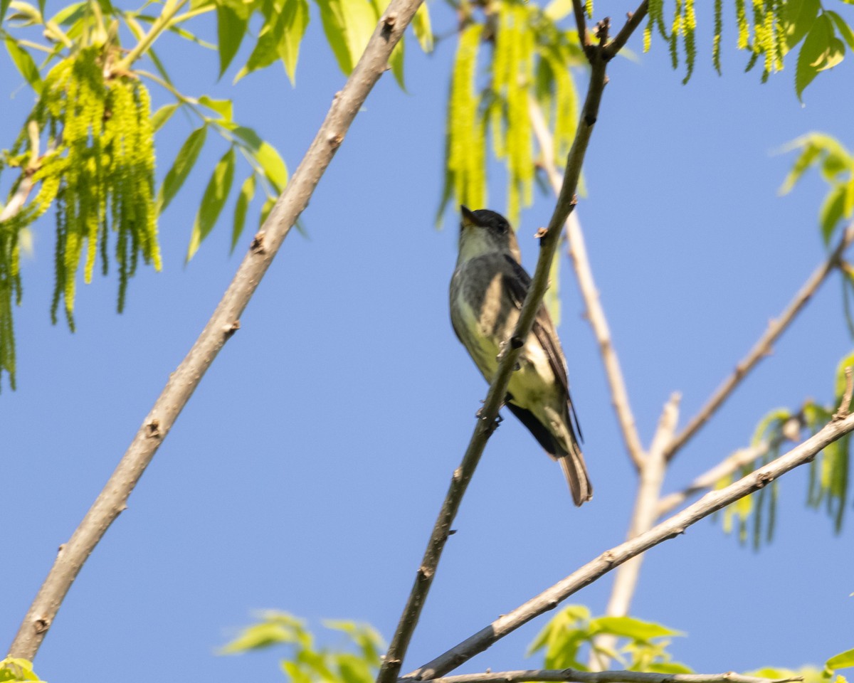 Olive-sided Flycatcher - Evan Speck