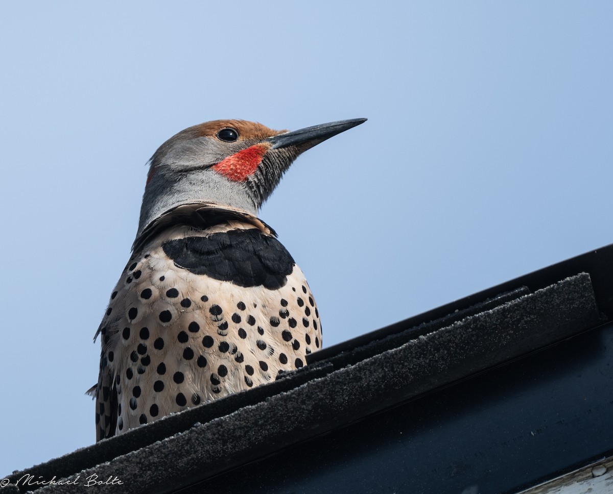 Northern Flicker - ML618460853