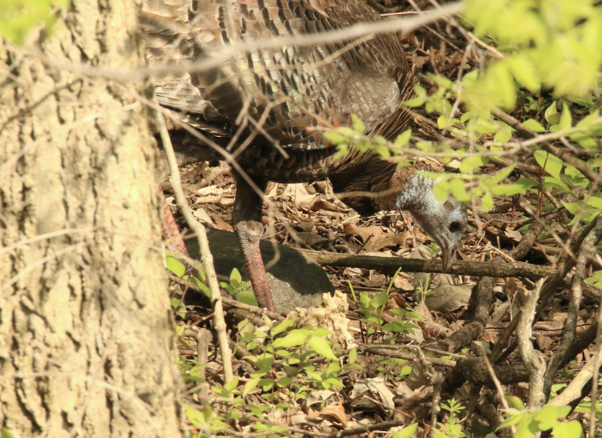 Wild Turkey - Dominic LeRose