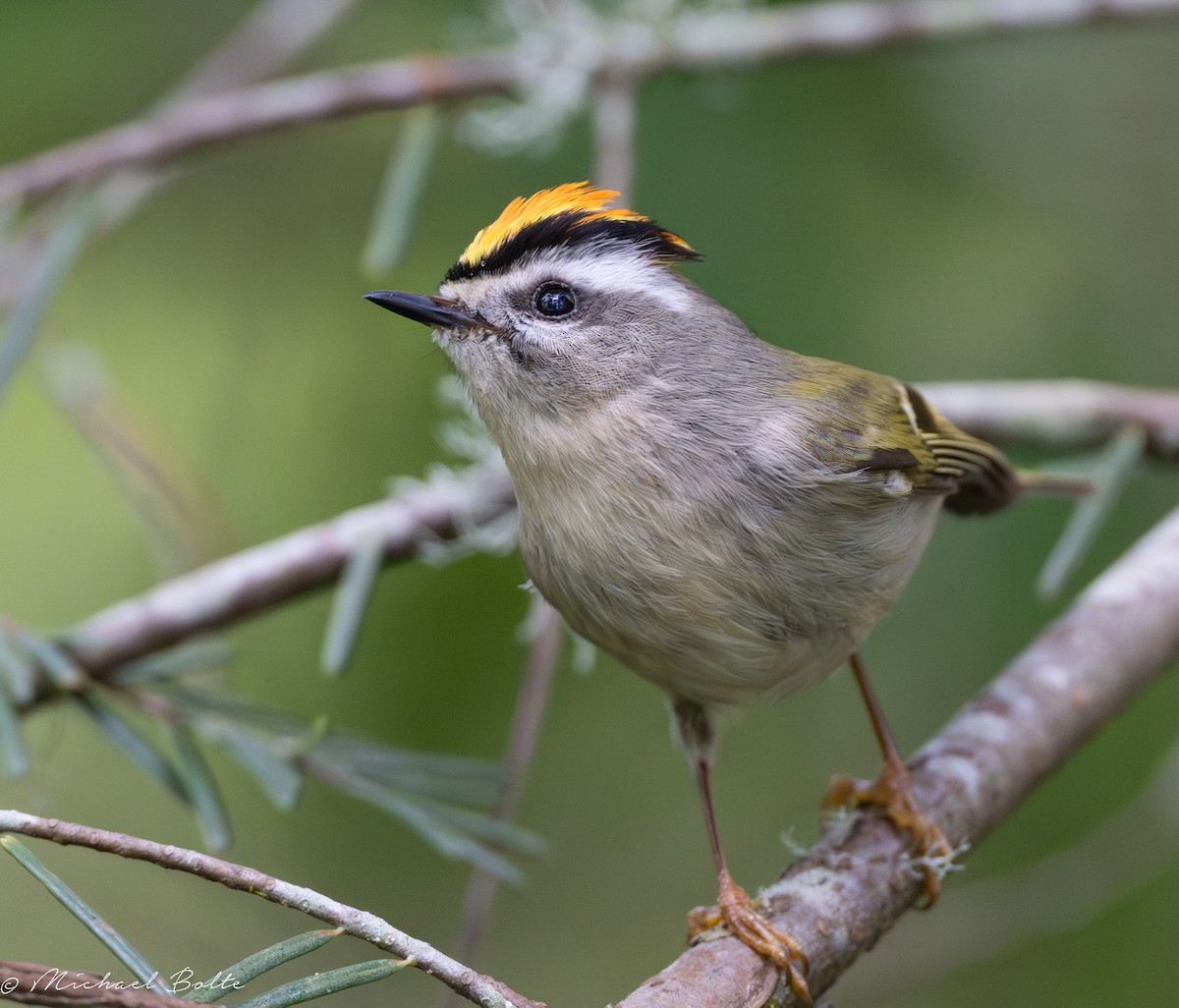 Golden-crowned Kinglet - ML618460865