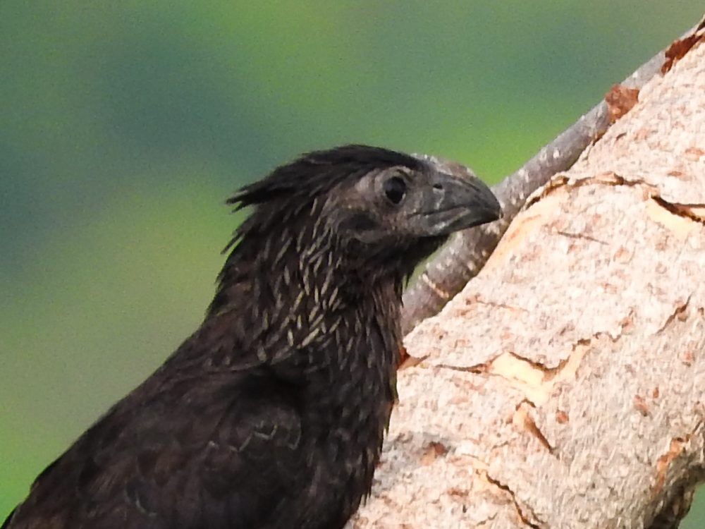 Groove-billed Ani - Fernando Nunes