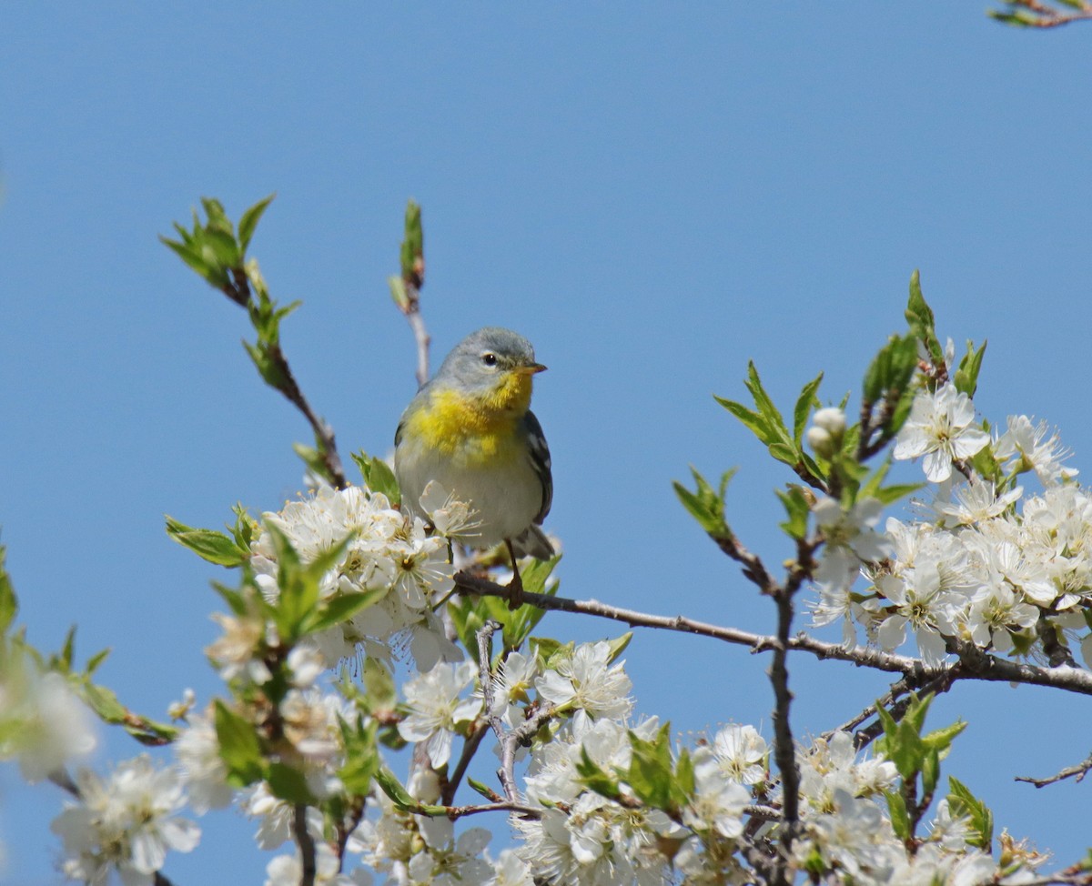 Northern Parula - ML618460901