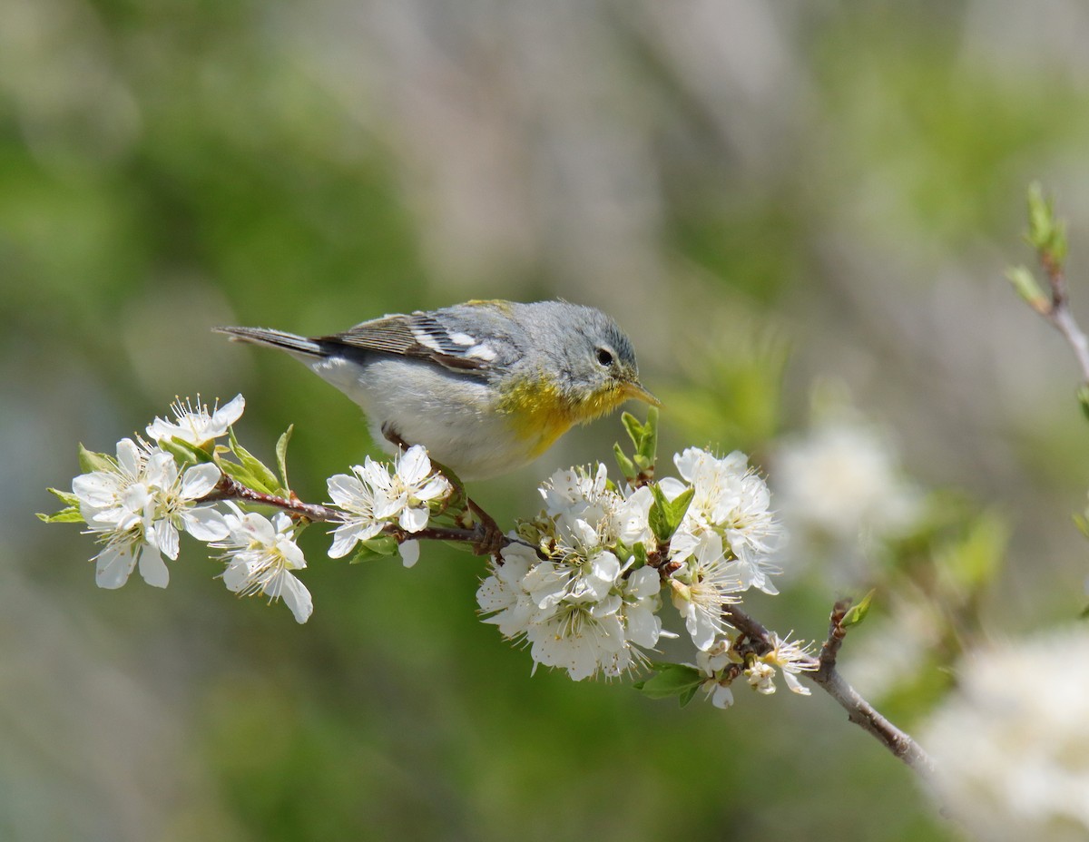 Northern Parula - ML618460902