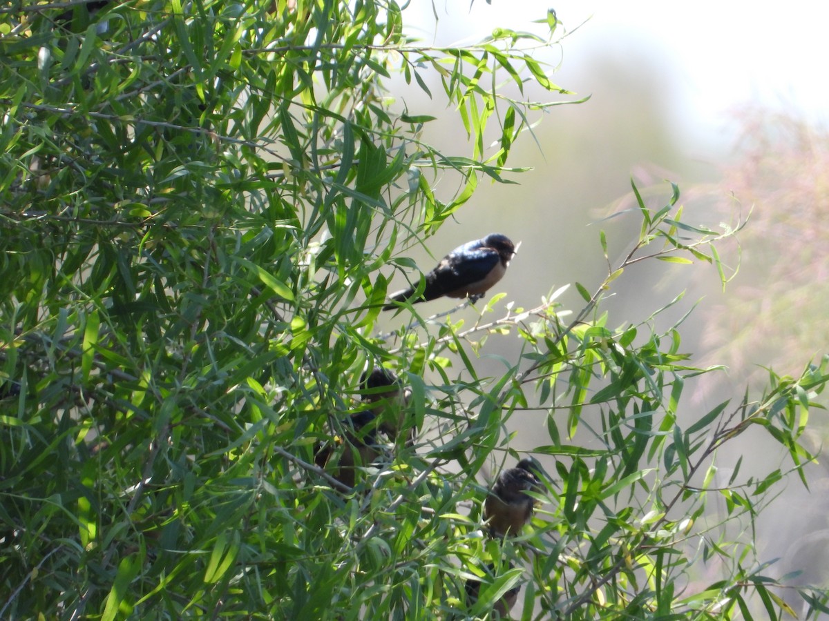 Barn Swallow - ML618460911