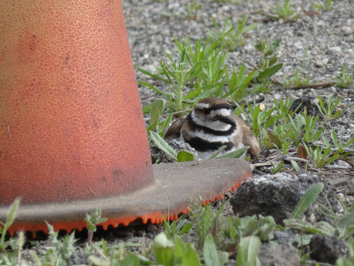 Killdeer - Libby Patten