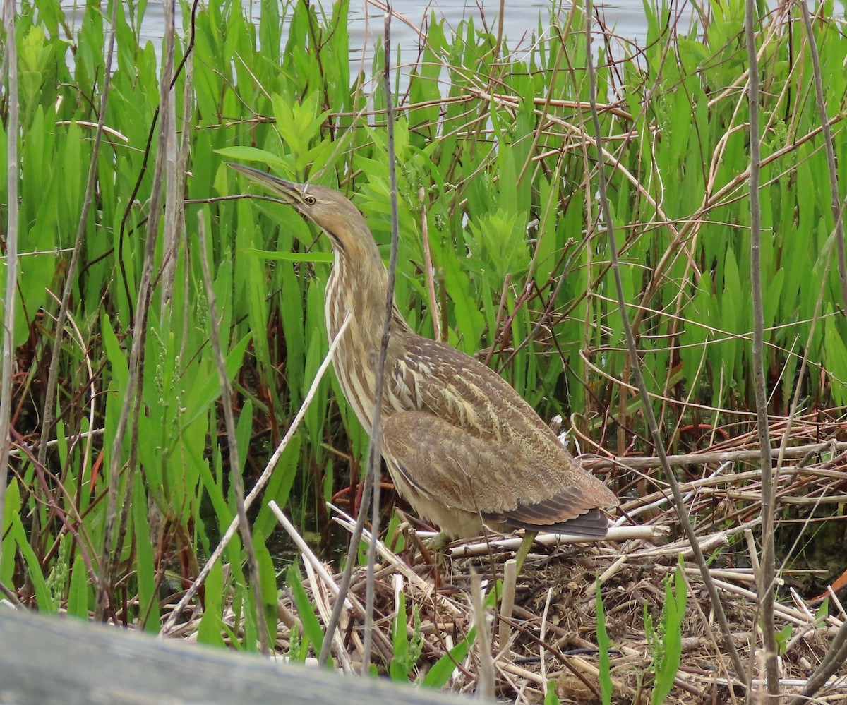 American Bittern - ML618460936