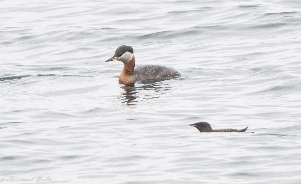 Red-necked Grebe - Michael Bolte