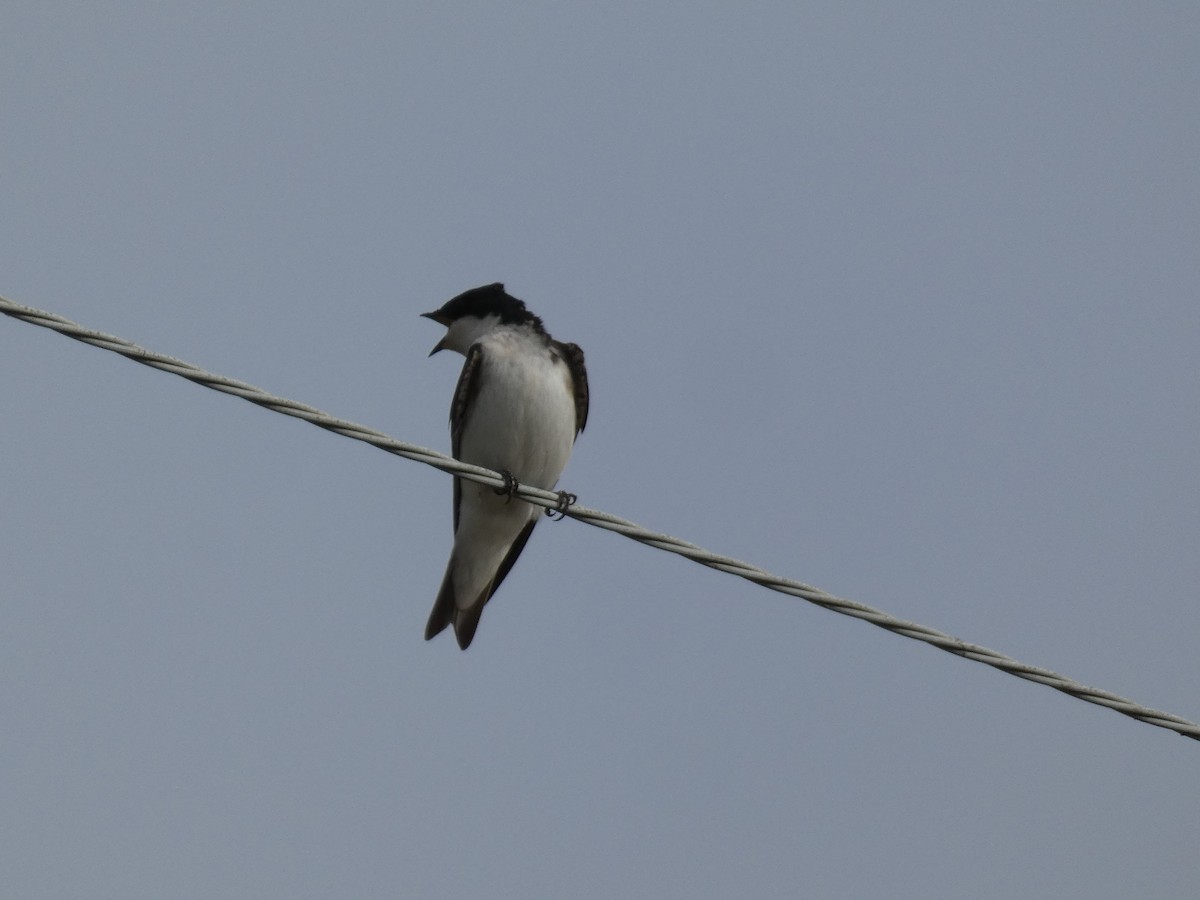 Tree Swallow - Libby Patten