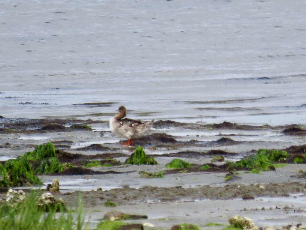 Red-breasted Merganser - Craig Watson