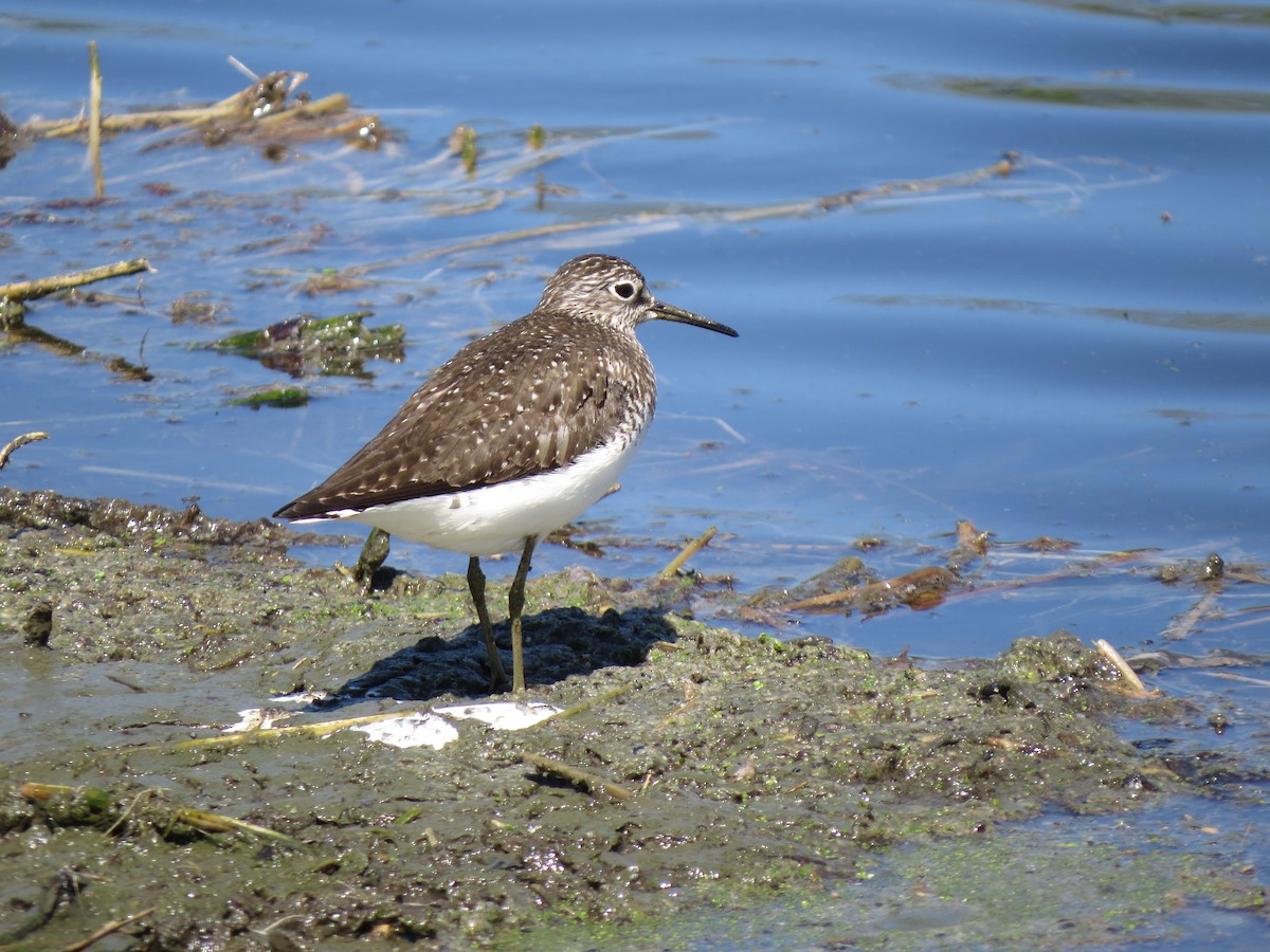 Solitary Sandpiper - Diana Werezak