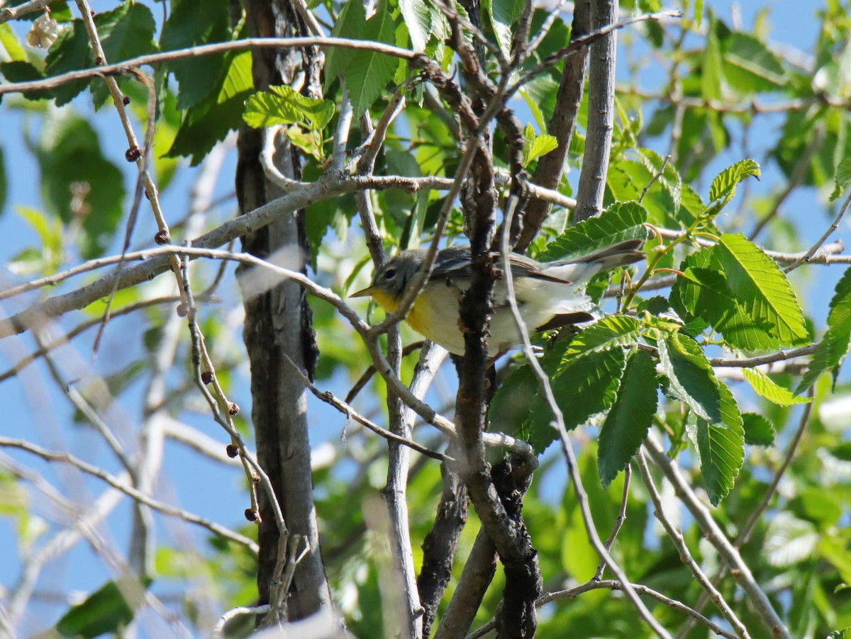 Northern Parula - ML618461019