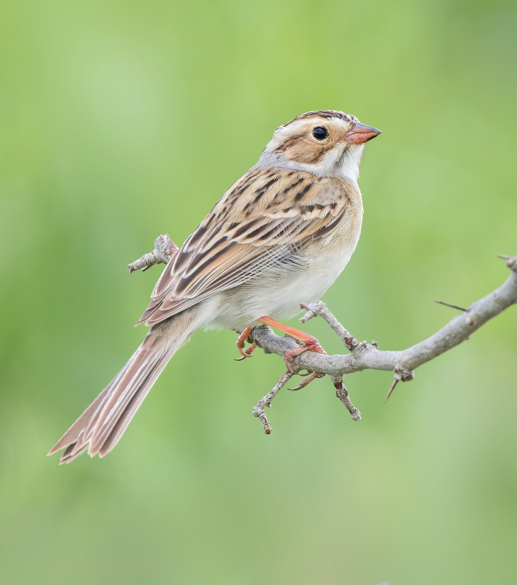 Clay-colored Sparrow - Vasura Jayaweera