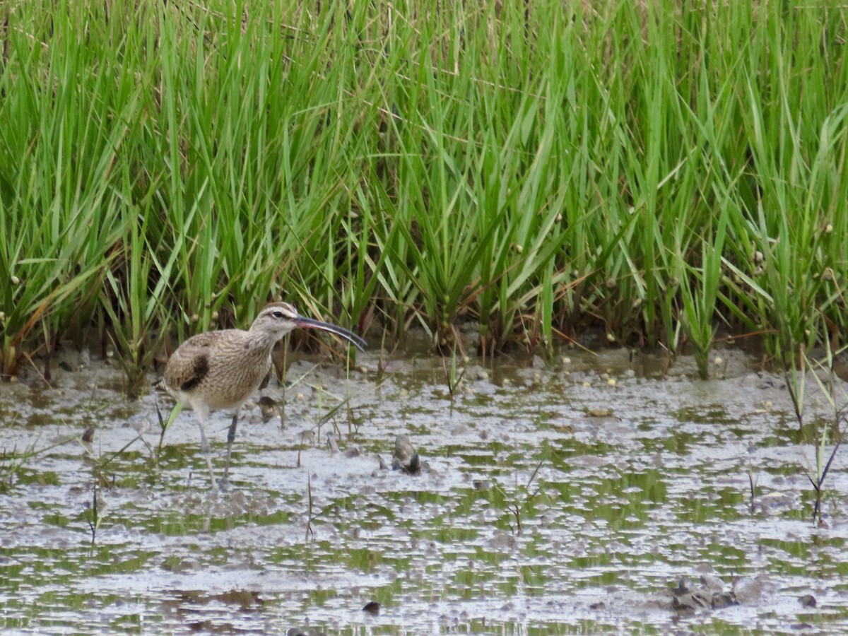 Whimbrel - Craig Watson