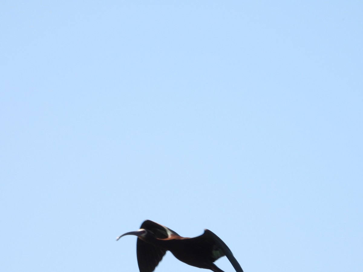 ibis americký - ML618461070