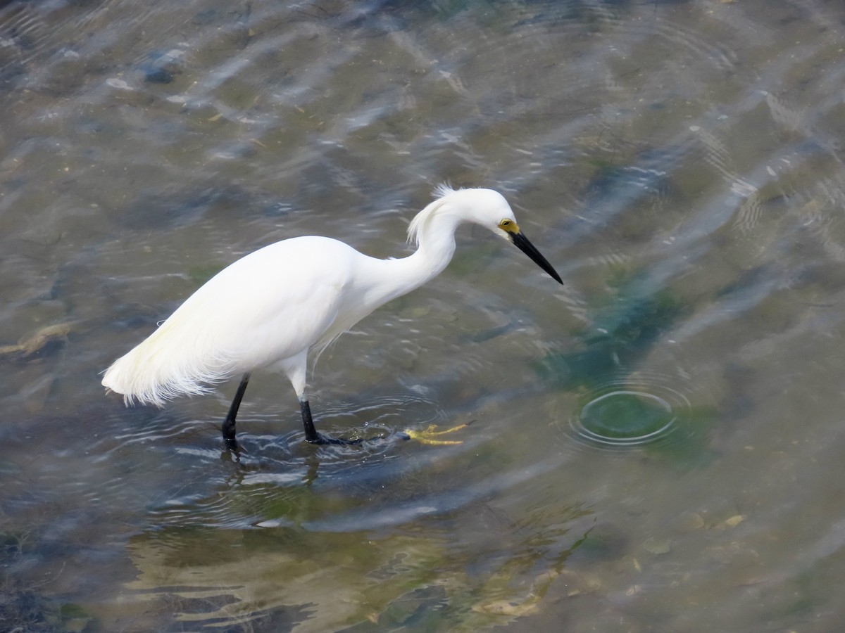 Snowy Egret - Craig Watson