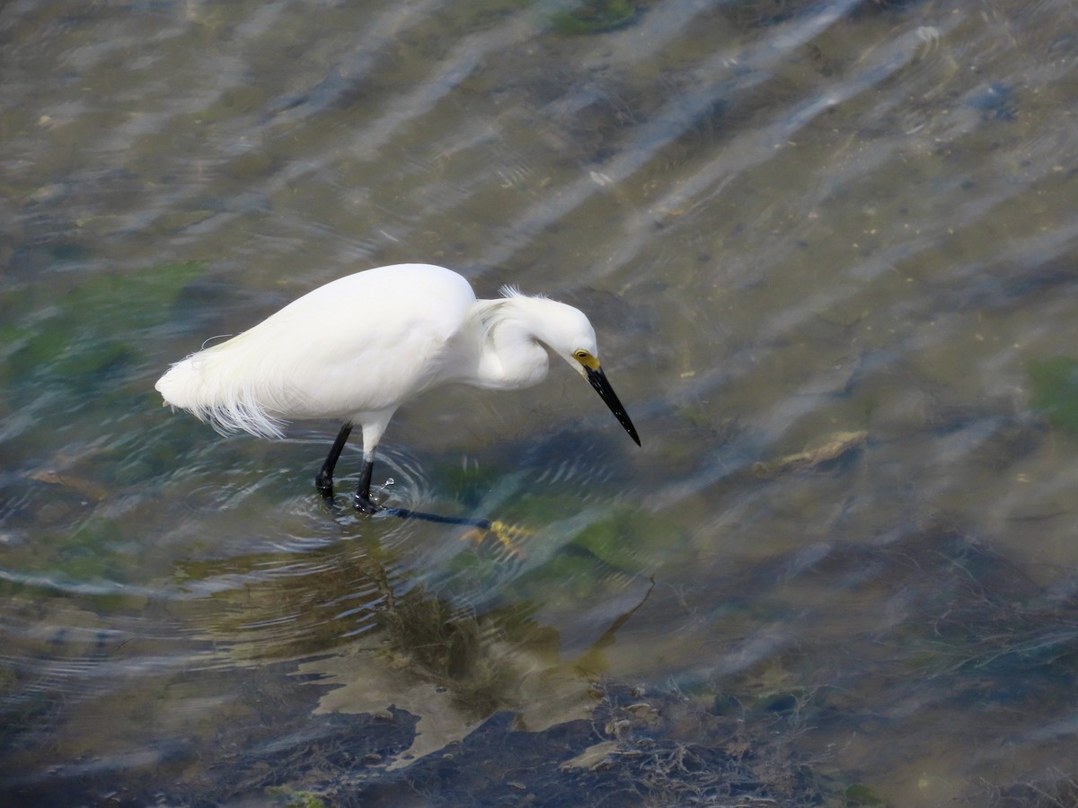 Snowy Egret - Craig Watson