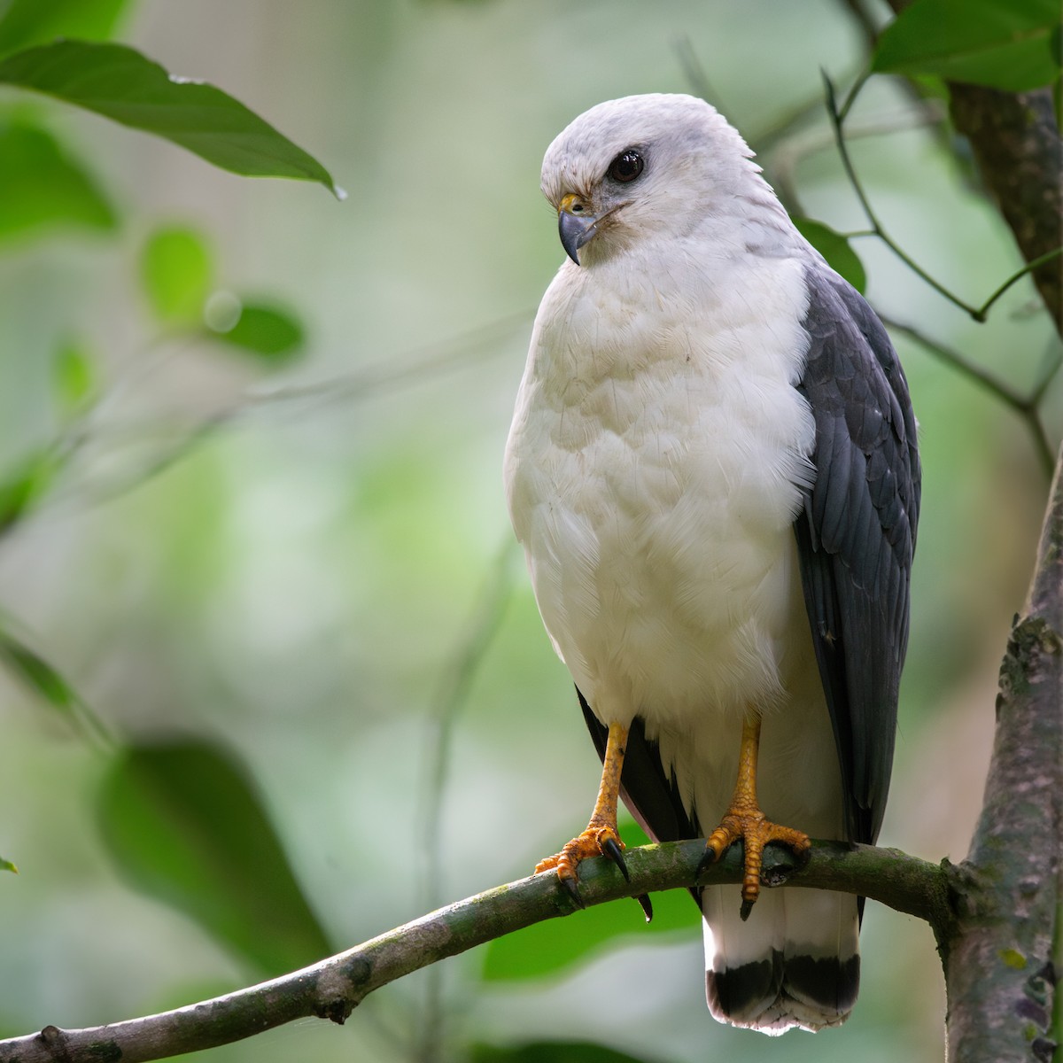 White-necked Hawk - FABRICIO GRIGOLIN
