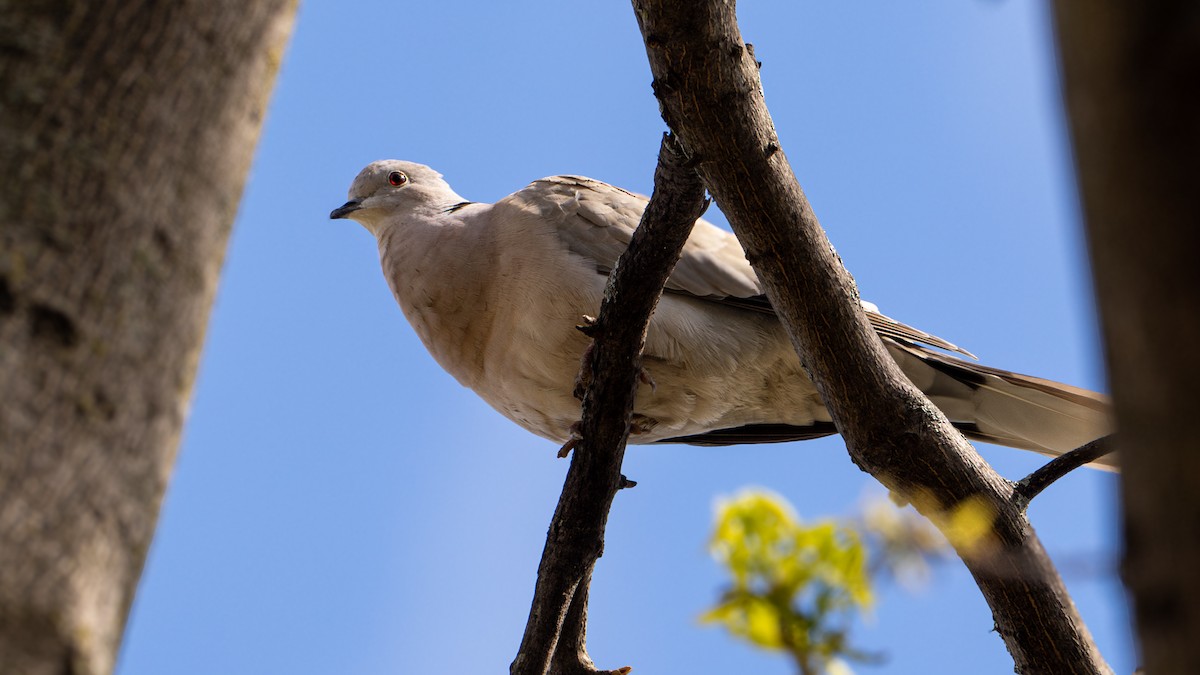 Eurasian Collared-Dove - ML618461108