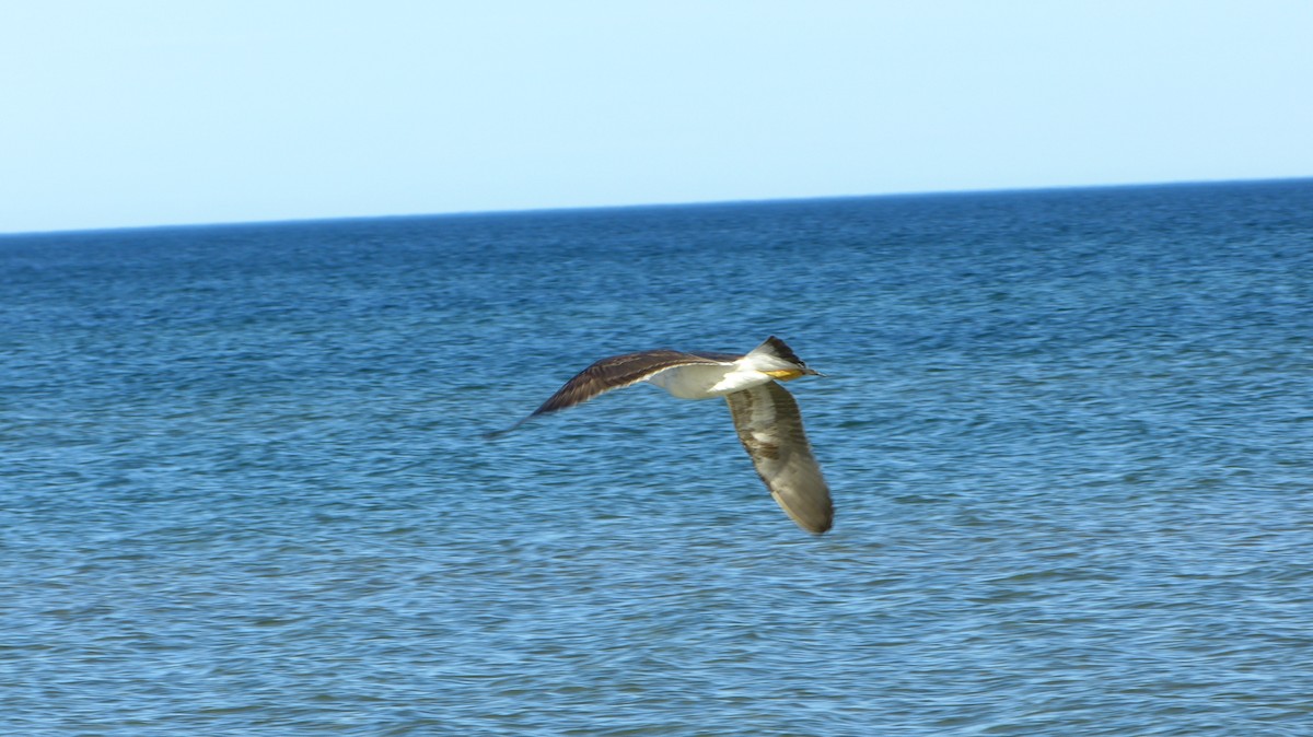 Lesser Black-backed Gull - Levi Wilson