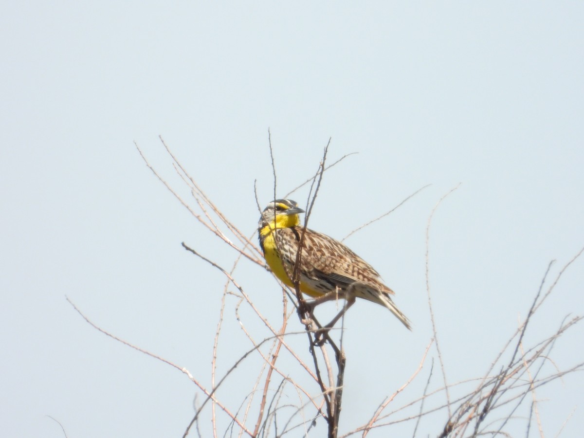 Western Meadowlark - ML618461113