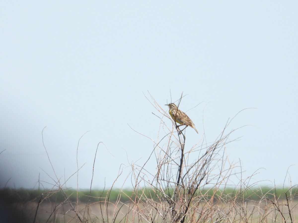 Western Meadowlark - ML618461114