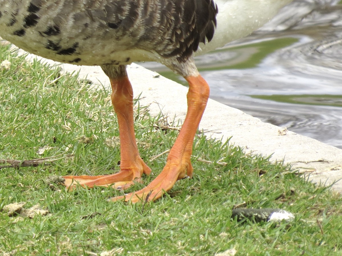 Greater White-fronted Goose - ML618461120