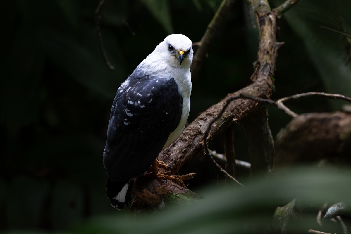 White-necked Hawk - ML618461122