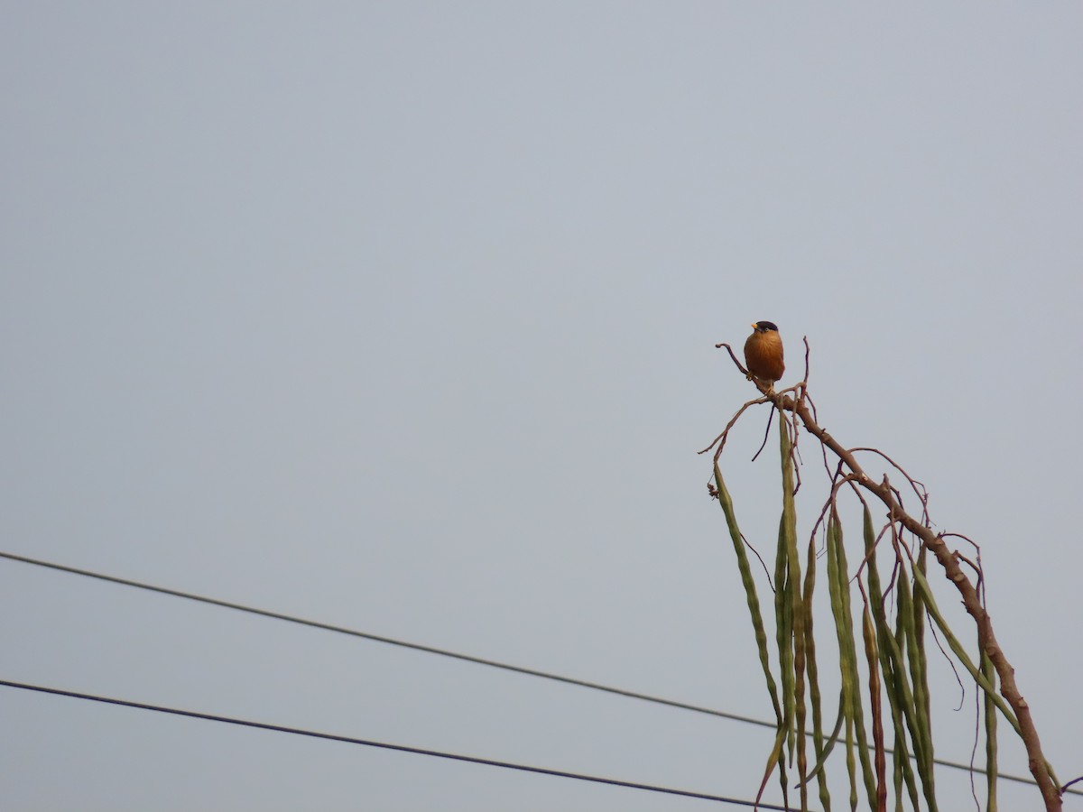 Brahminy Starling - Shilpa Gadgil