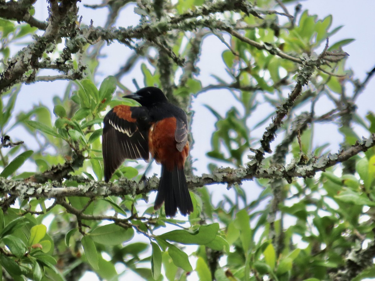 Orchard Oriole - Craig Watson