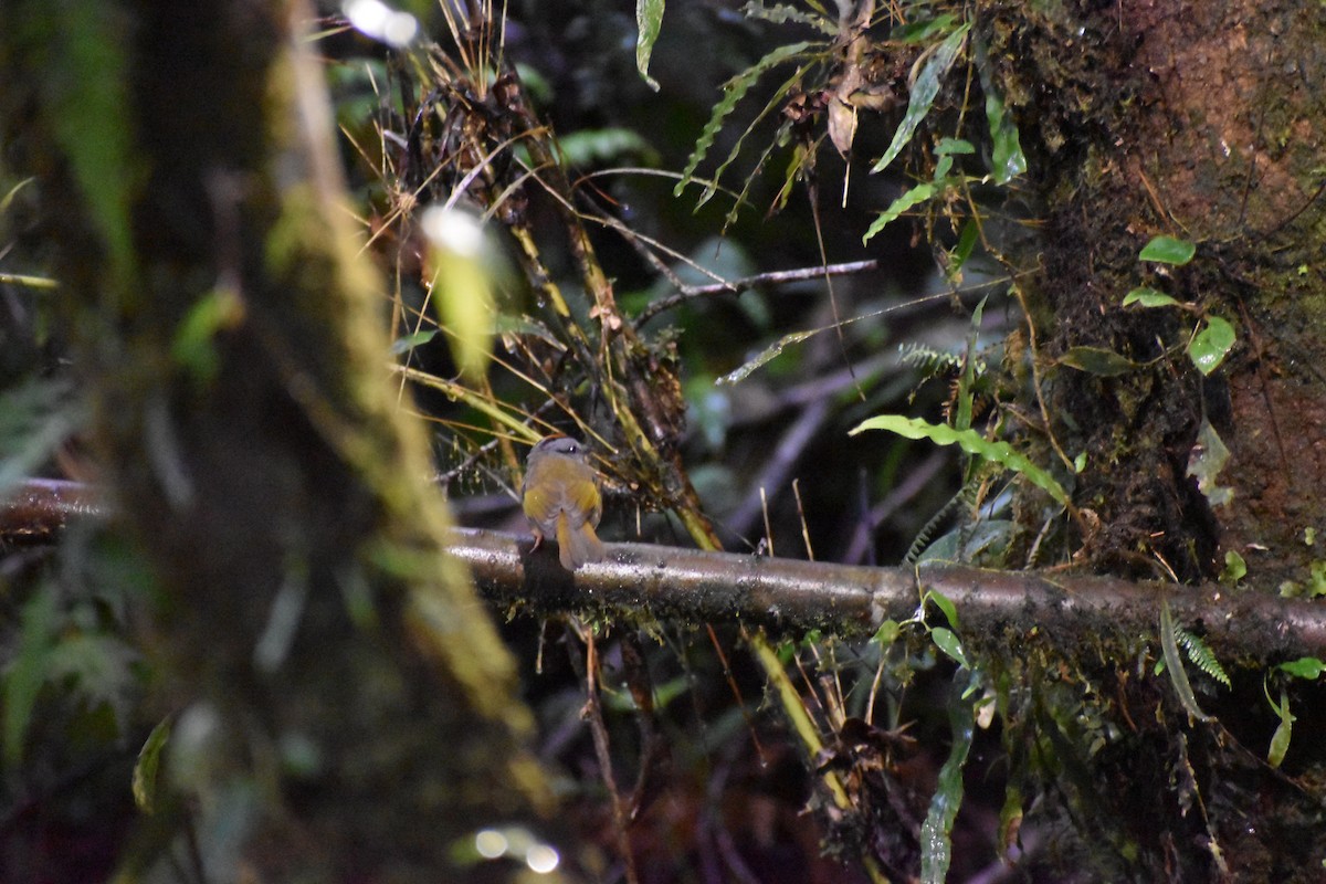 Russet-crowned Warbler - Dennis Anderson