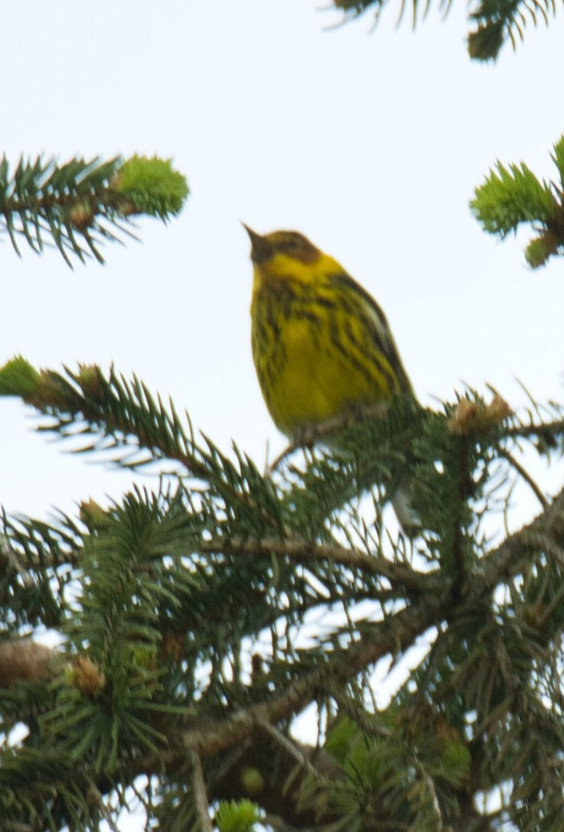 Cape May Warbler - ML618461148