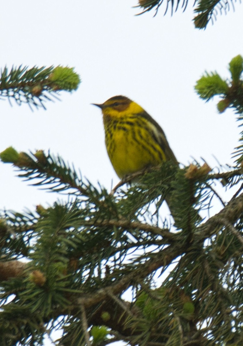 Cape May Warbler - ML618461149