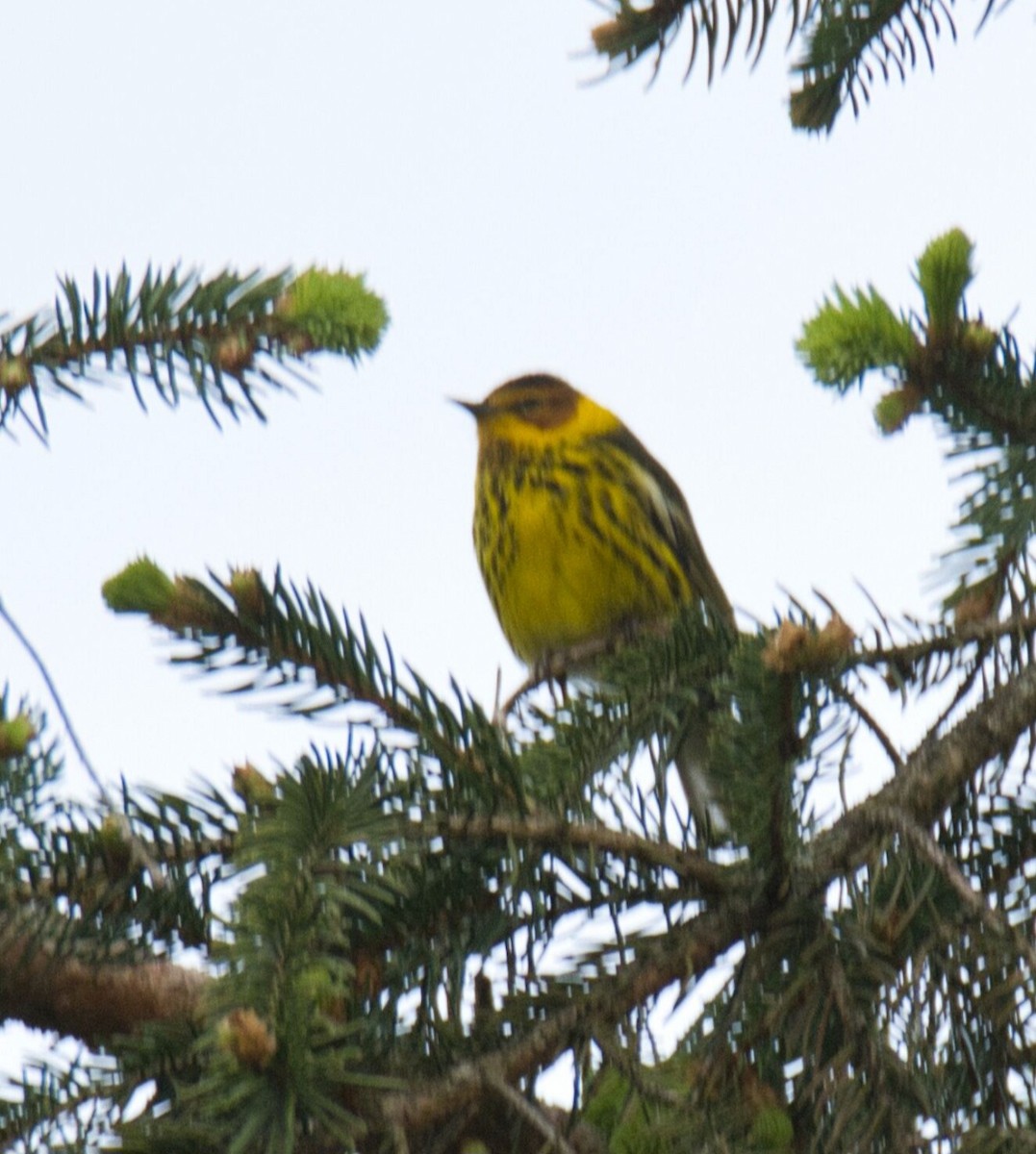 Cape May Warbler - ML618461150