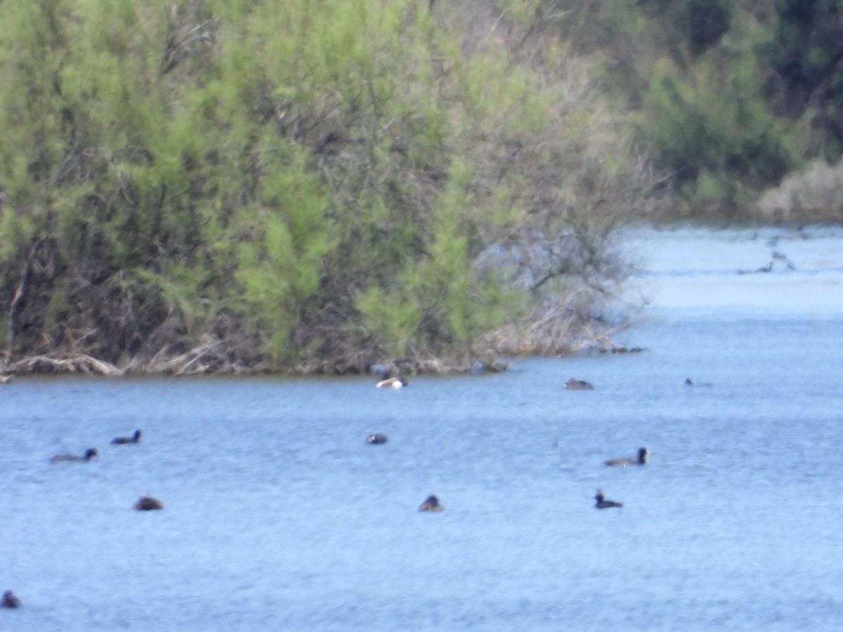 Northern Shoveler - ML618461204