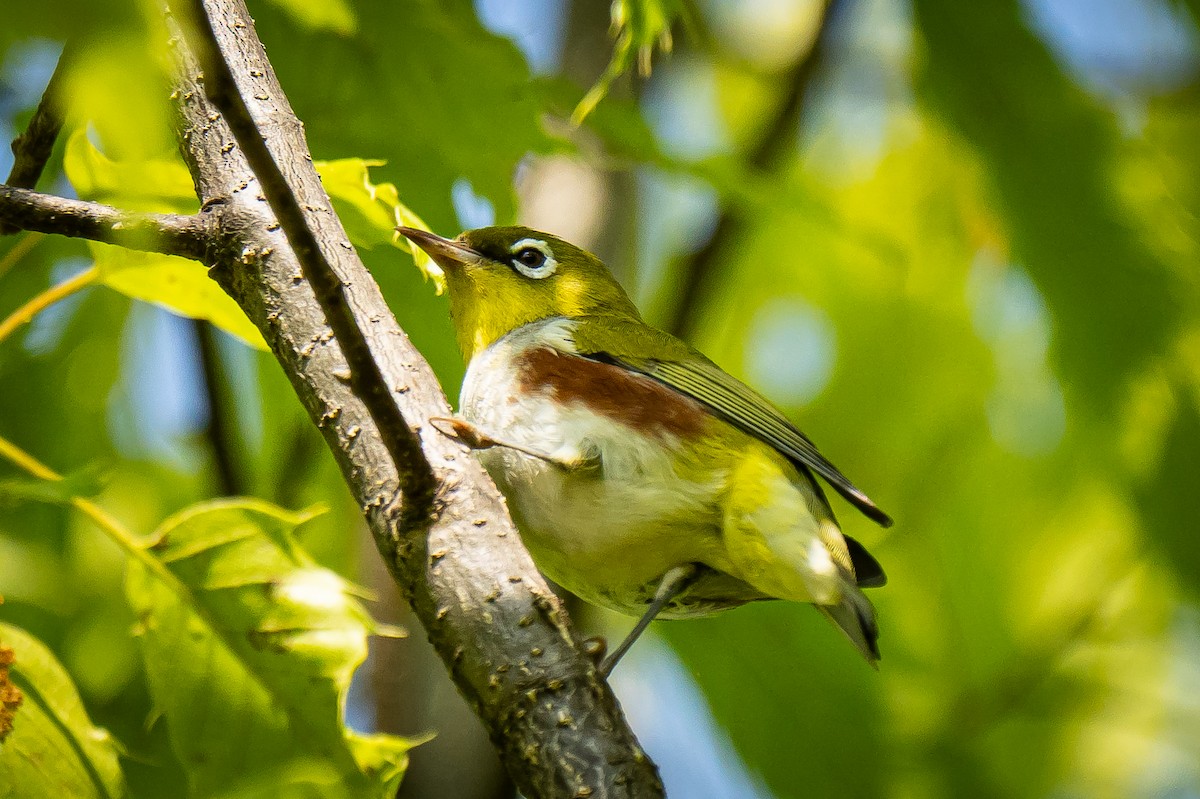 Chestnut-flanked White-eye - ML618461205