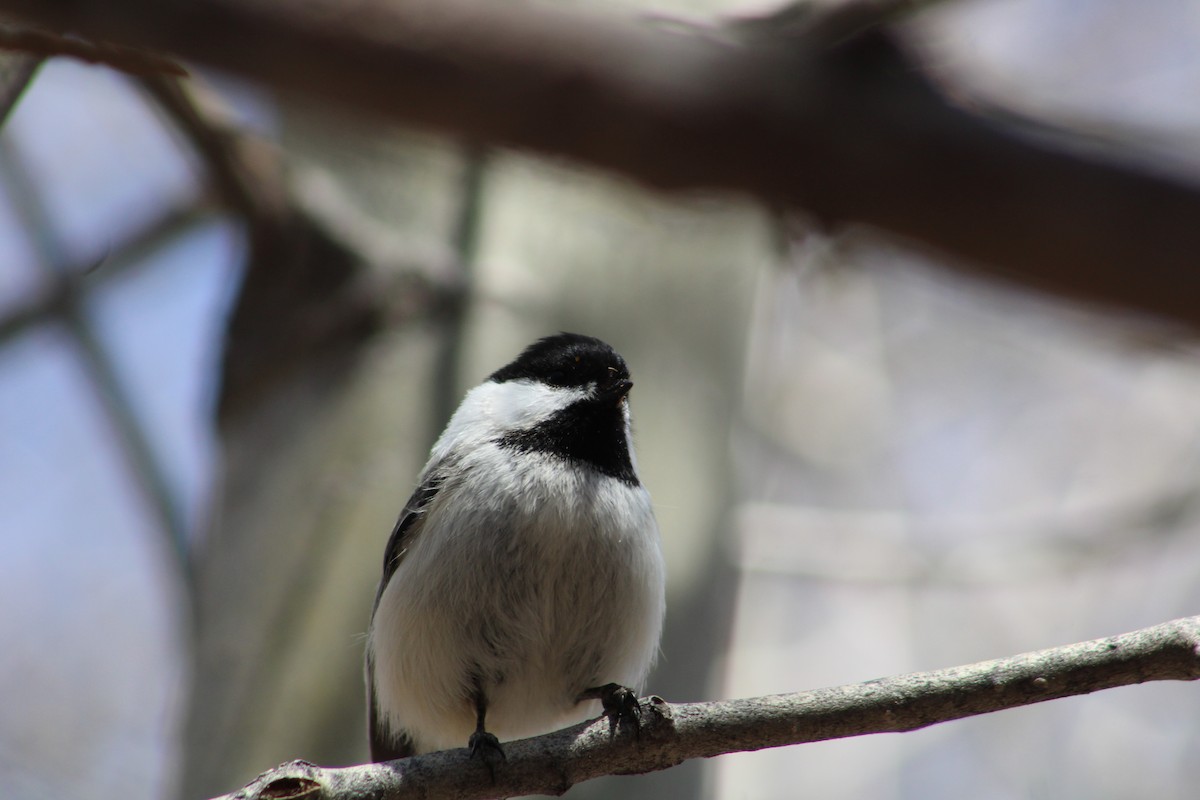 Black-capped Chickadee - ML618461206