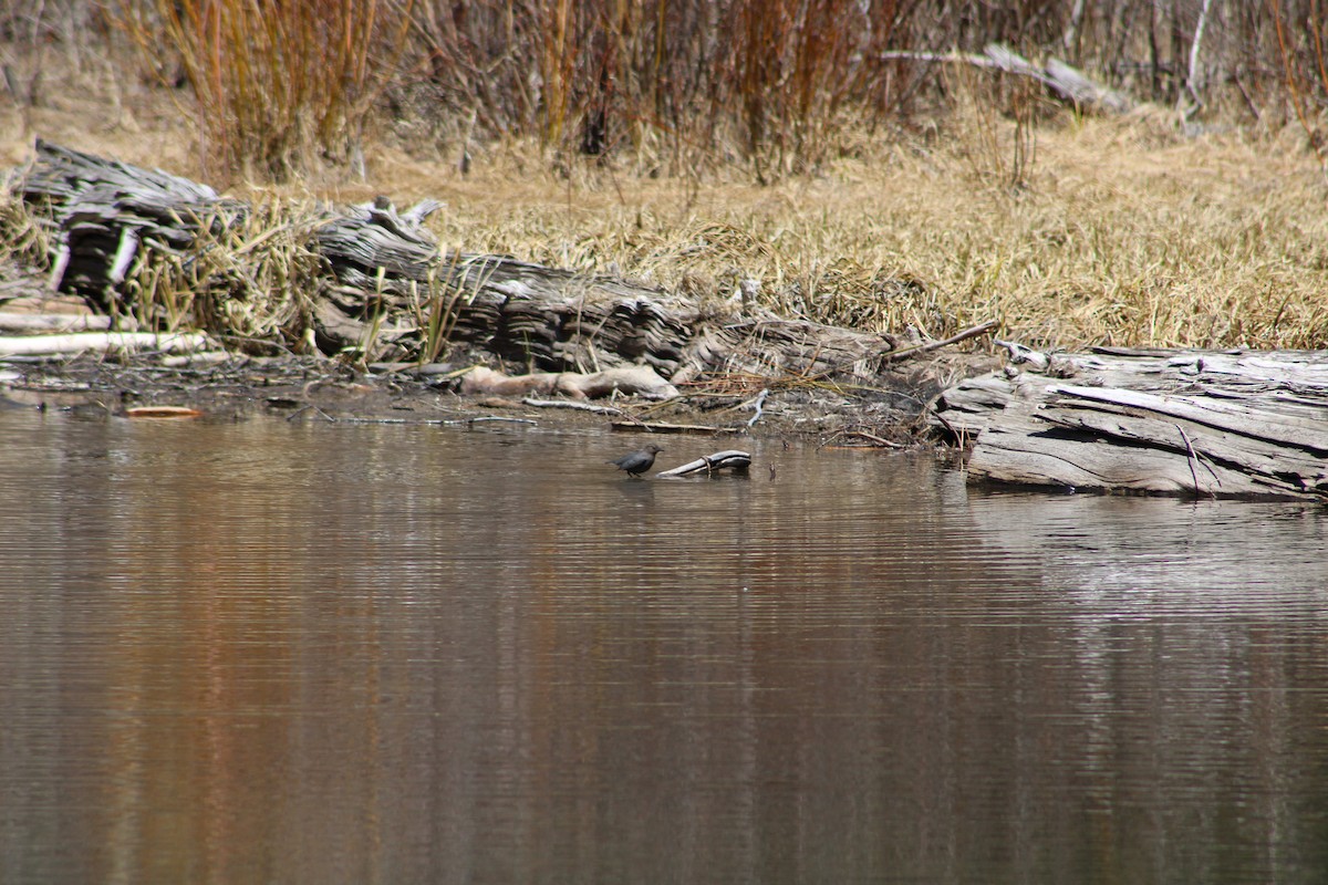 American Dipper - ML618461232