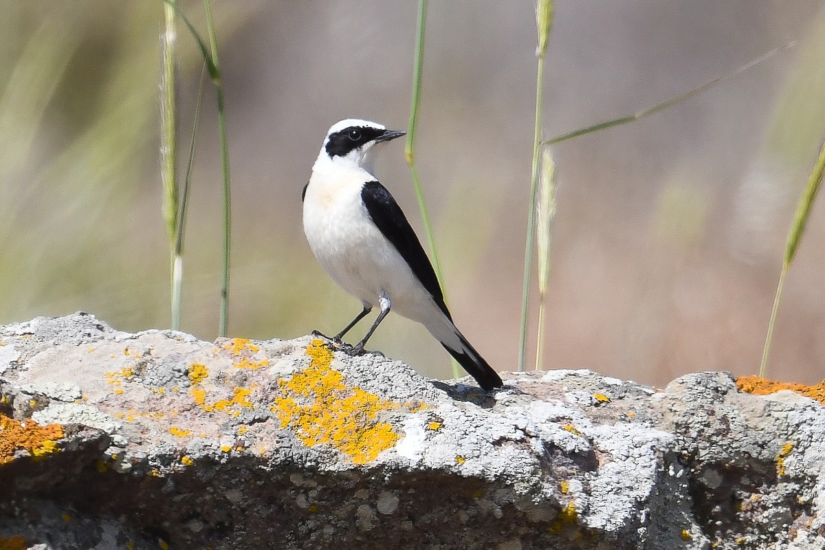 Eastern Black-eared Wheatear - ML618461235