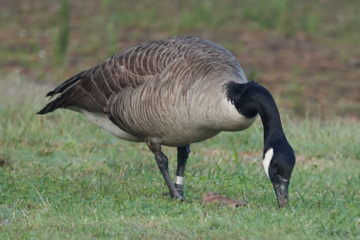 Canada Goose - ML618461260