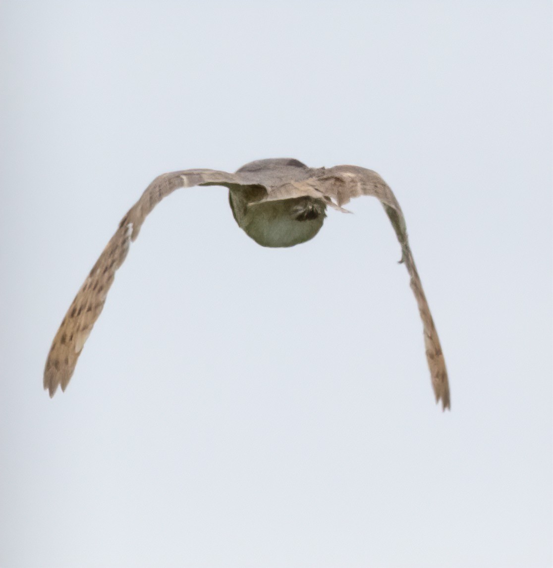 Barn Owl - ML618461262