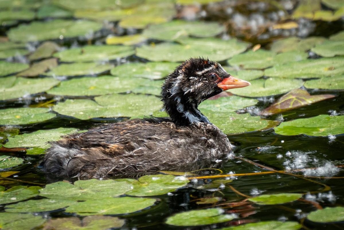 Little Grebe - ML618461275