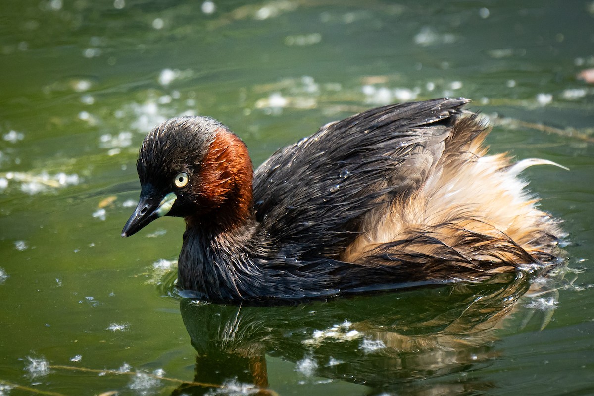 Little Grebe - ML618461276