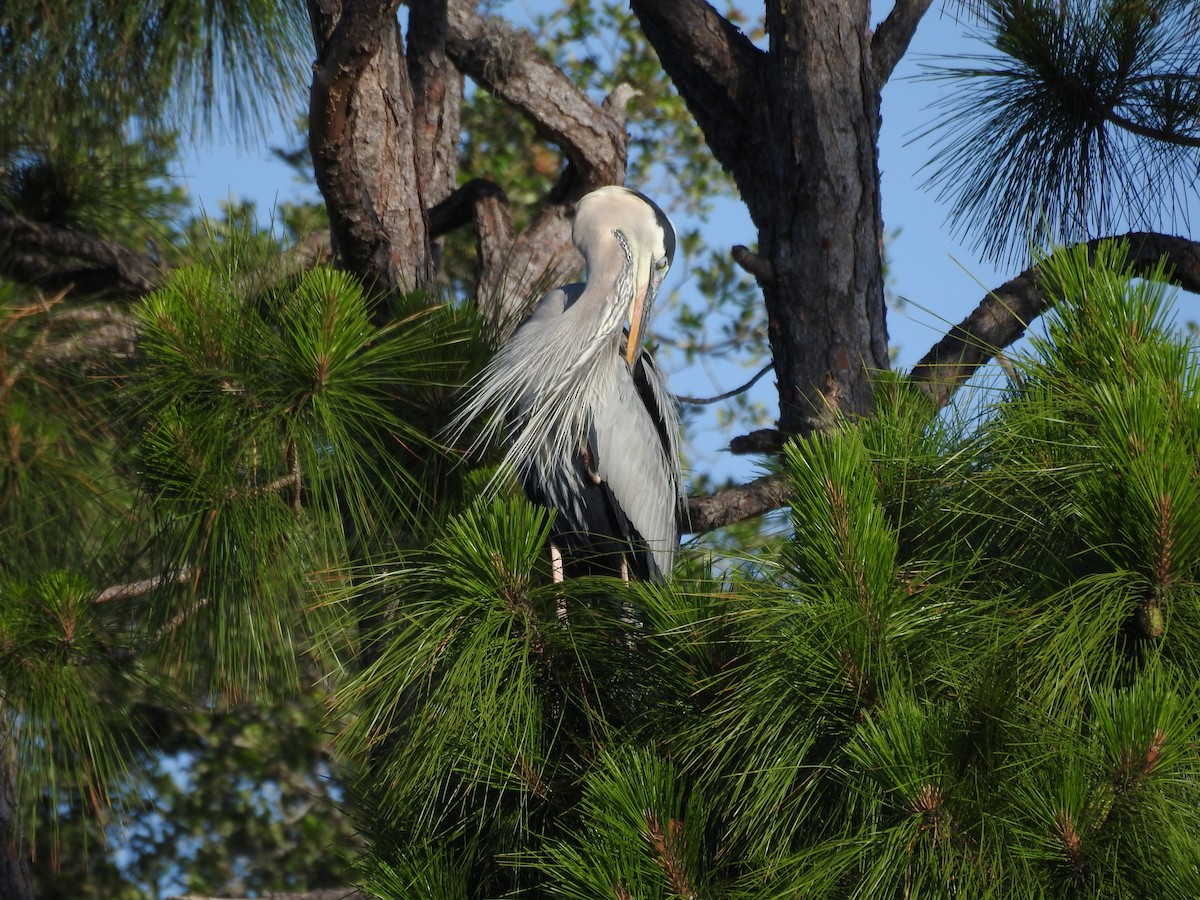 Great Blue Heron - ML618461302