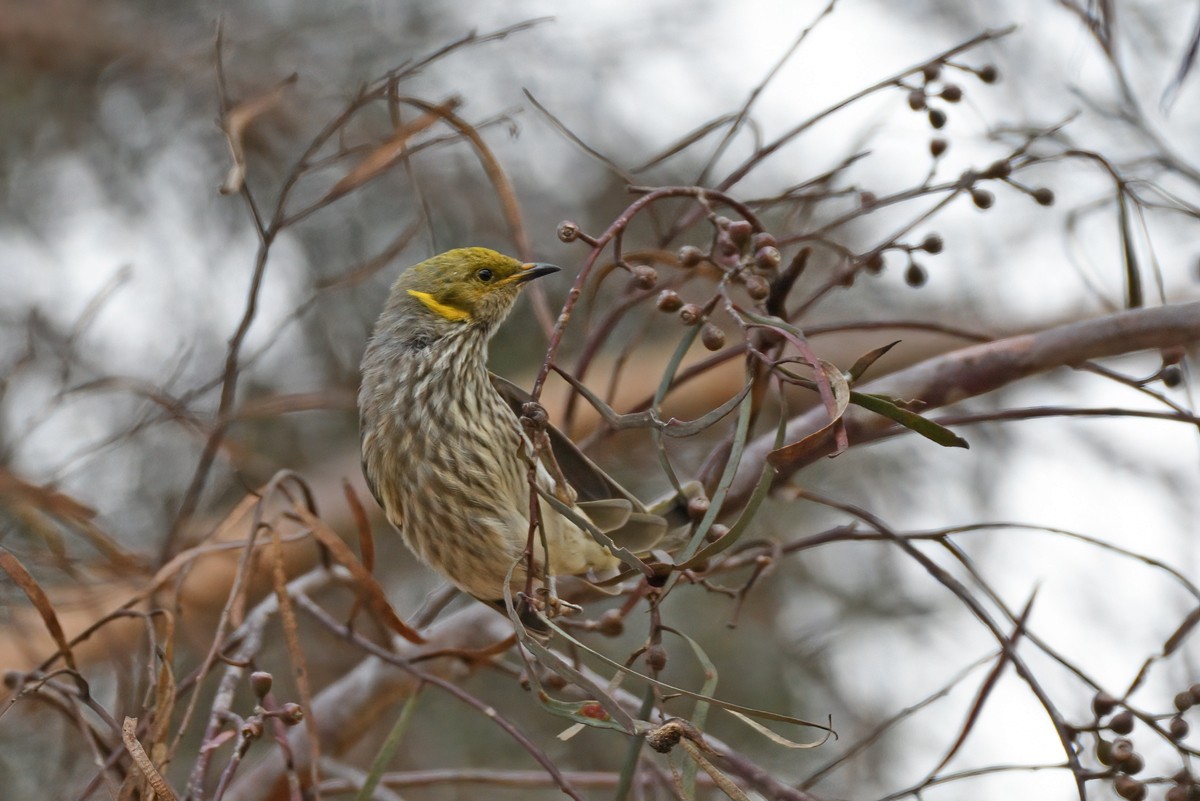 Yellow-plumed Honeyeater - Philip Karstadt